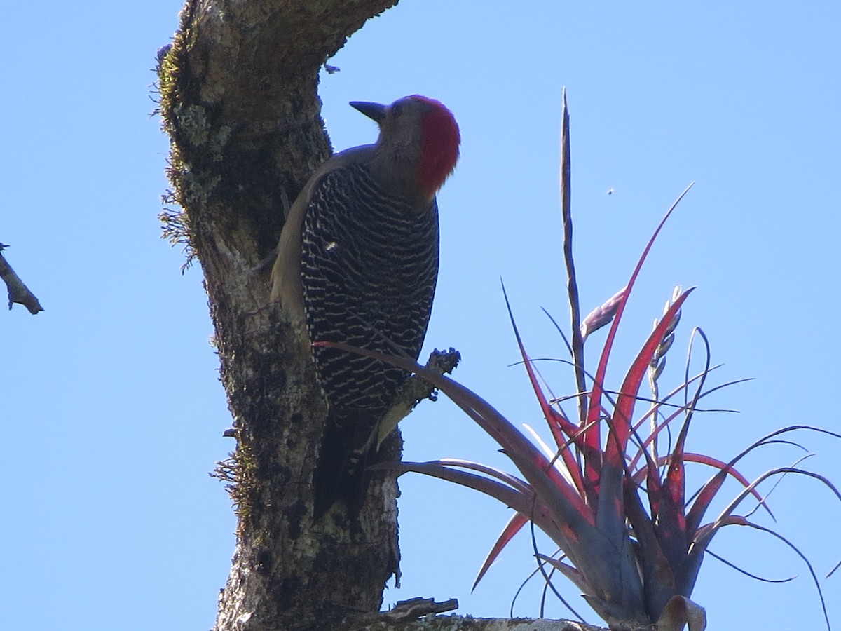 Altın Alınlı Ağaçkakan - ML647274535