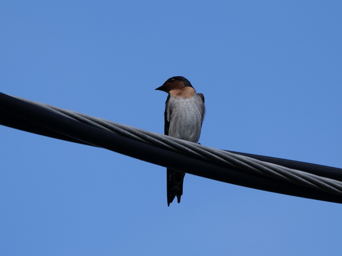 Pacific Swallow - ML647274541