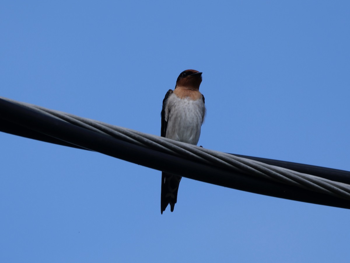 Pacific Swallow - ML647274542