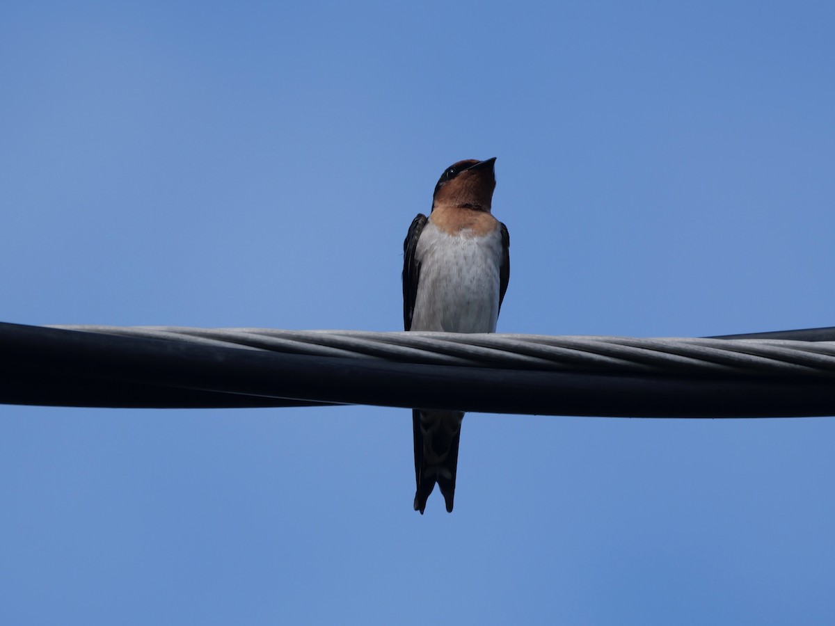 Pacific Swallow - ML647274543