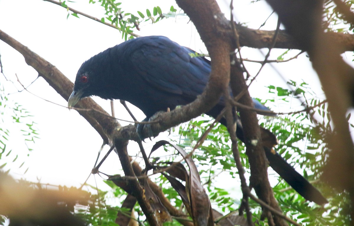 Asienkoel - ML647274555