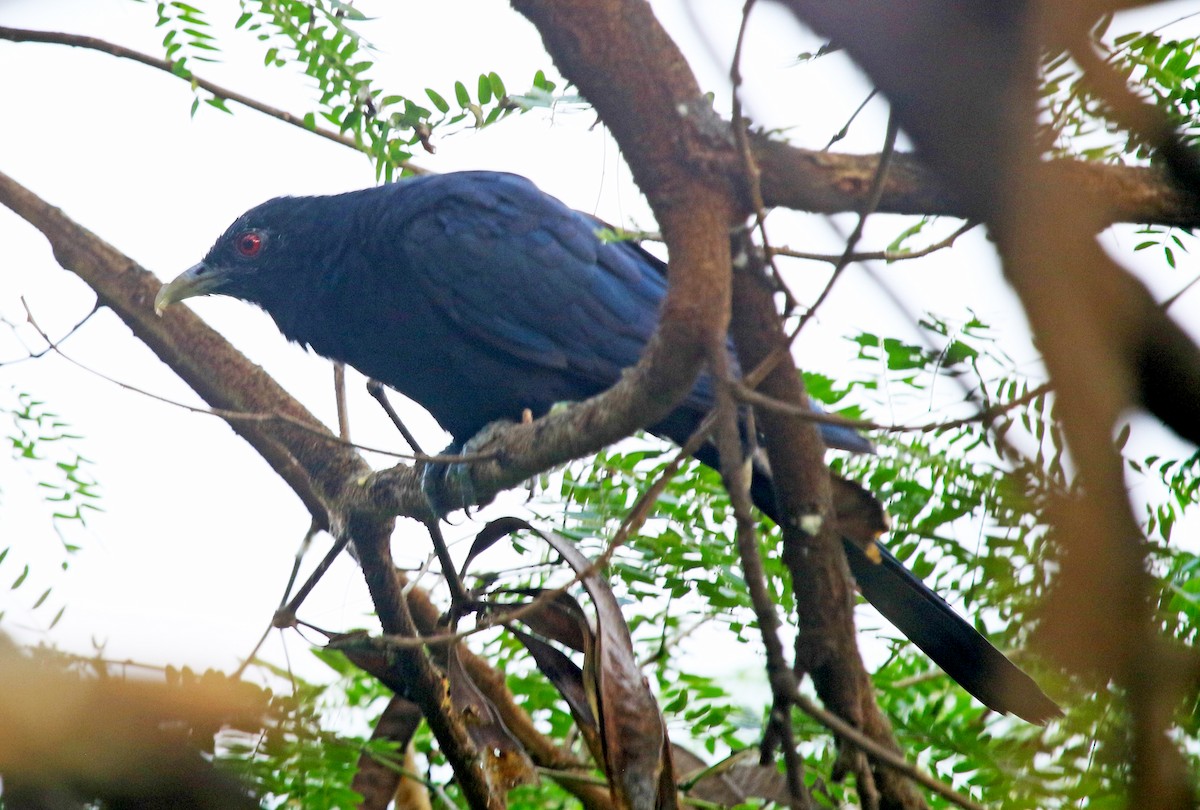 Asienkoel - ML647274556