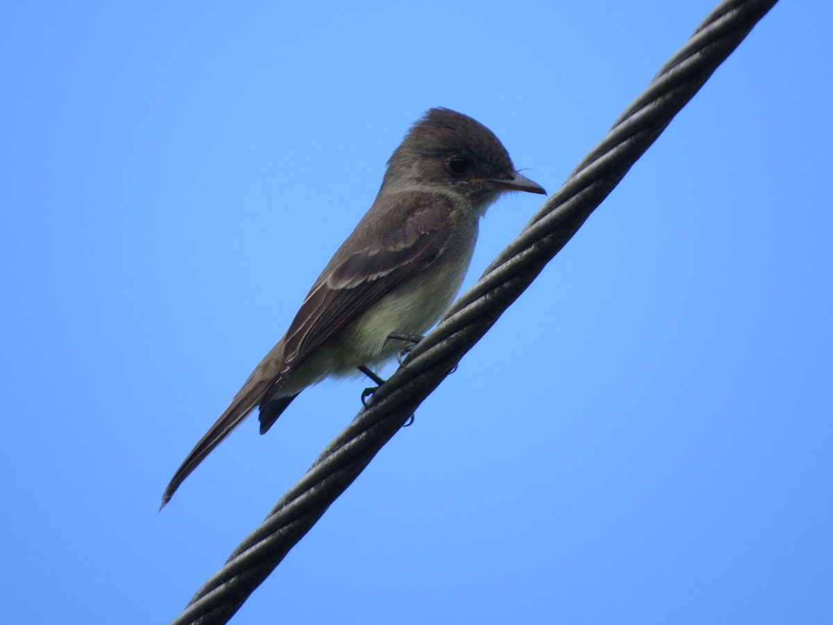 Kuzeyli Tropikal Pivi - ML647274557