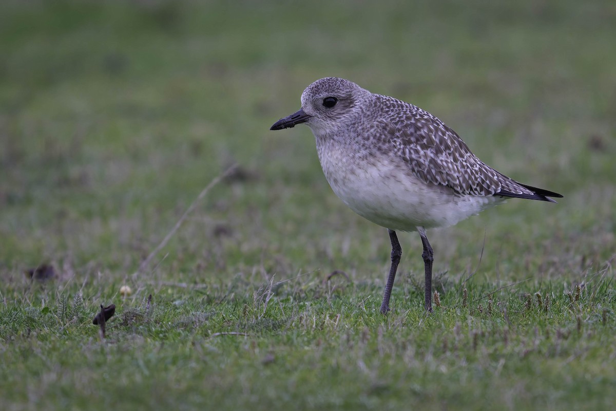 ダイゼン - ML647274561