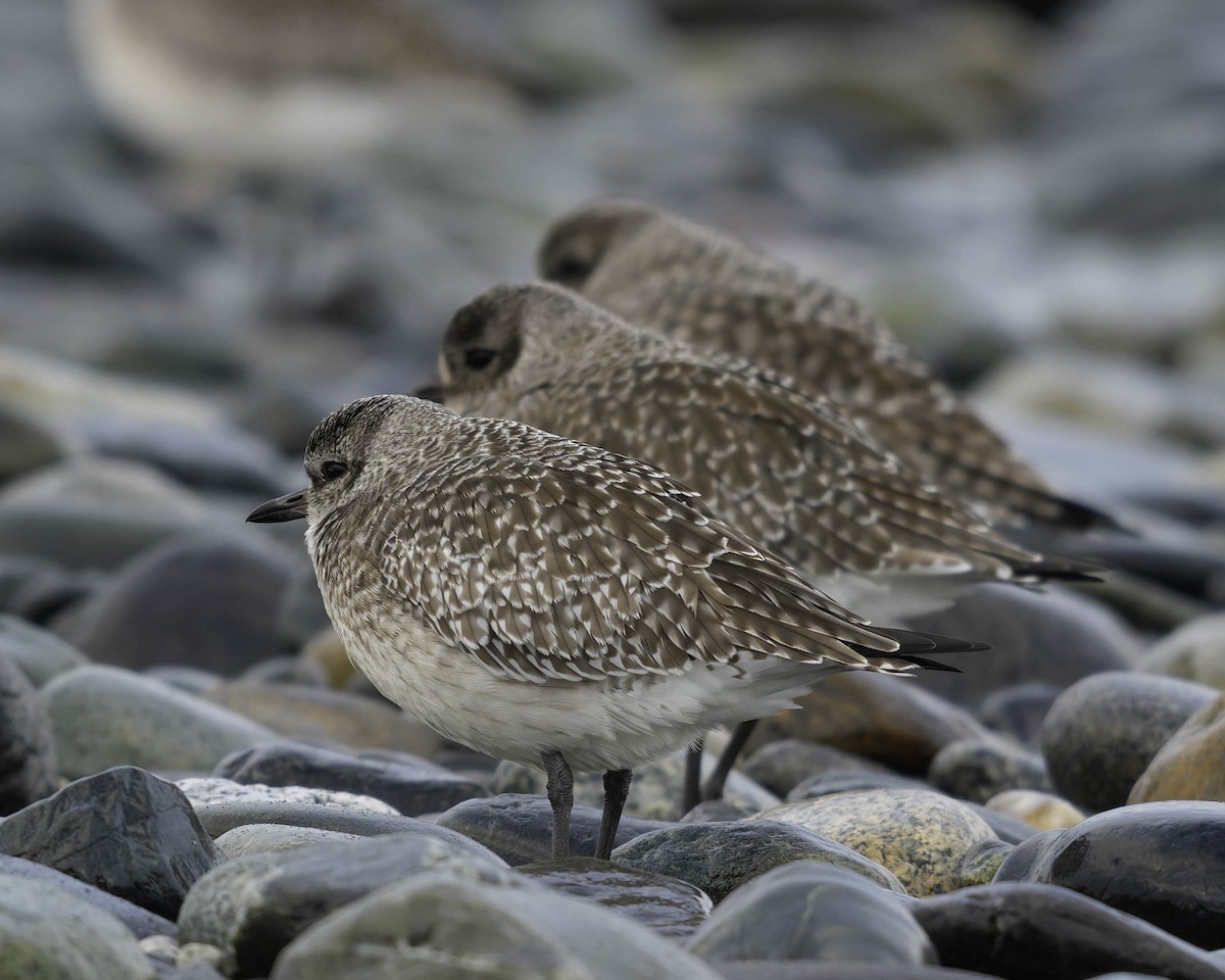 ダイゼン - ML647274562