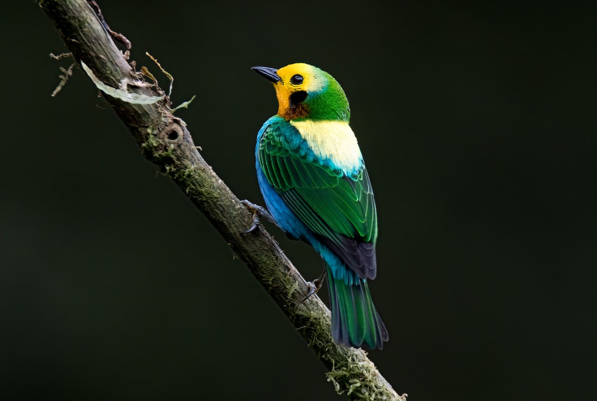 Многоцветная танагра - ML647274563