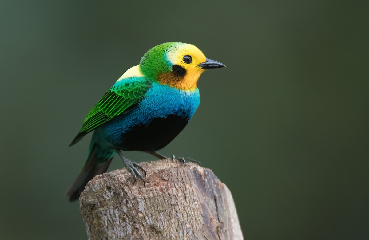 Многоцветная танагра - ML647274564