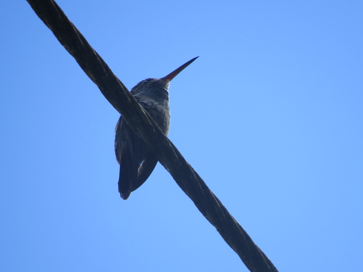 Kızıl Kuyruklu Kolibri - ML647274580