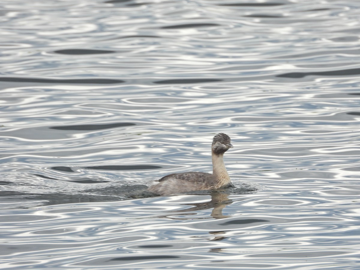 potápka šedohlavá - ML647274619