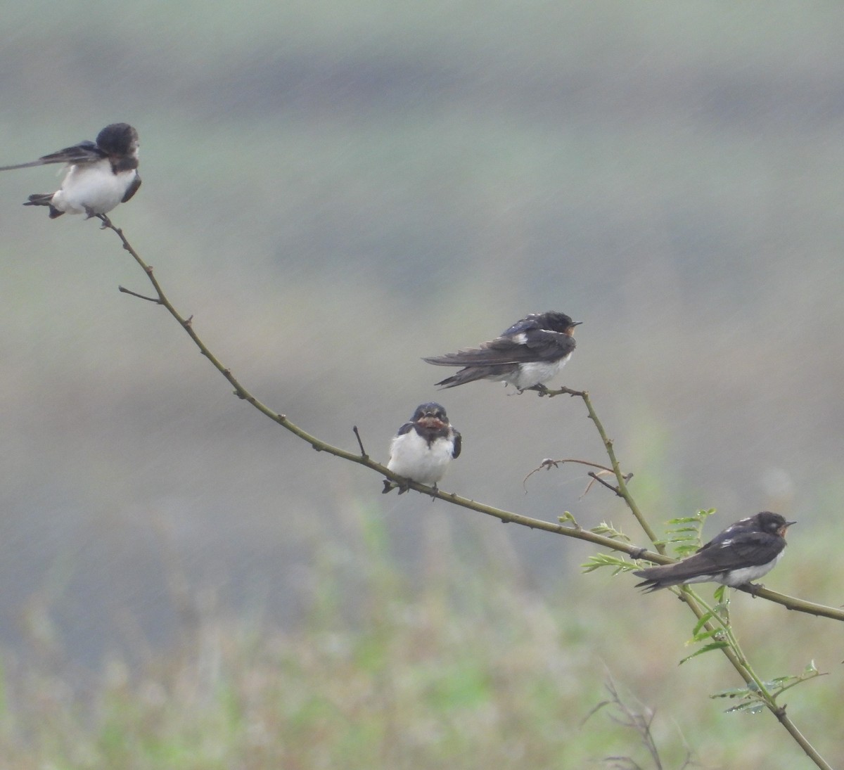Ластівка сільська - ML647274626