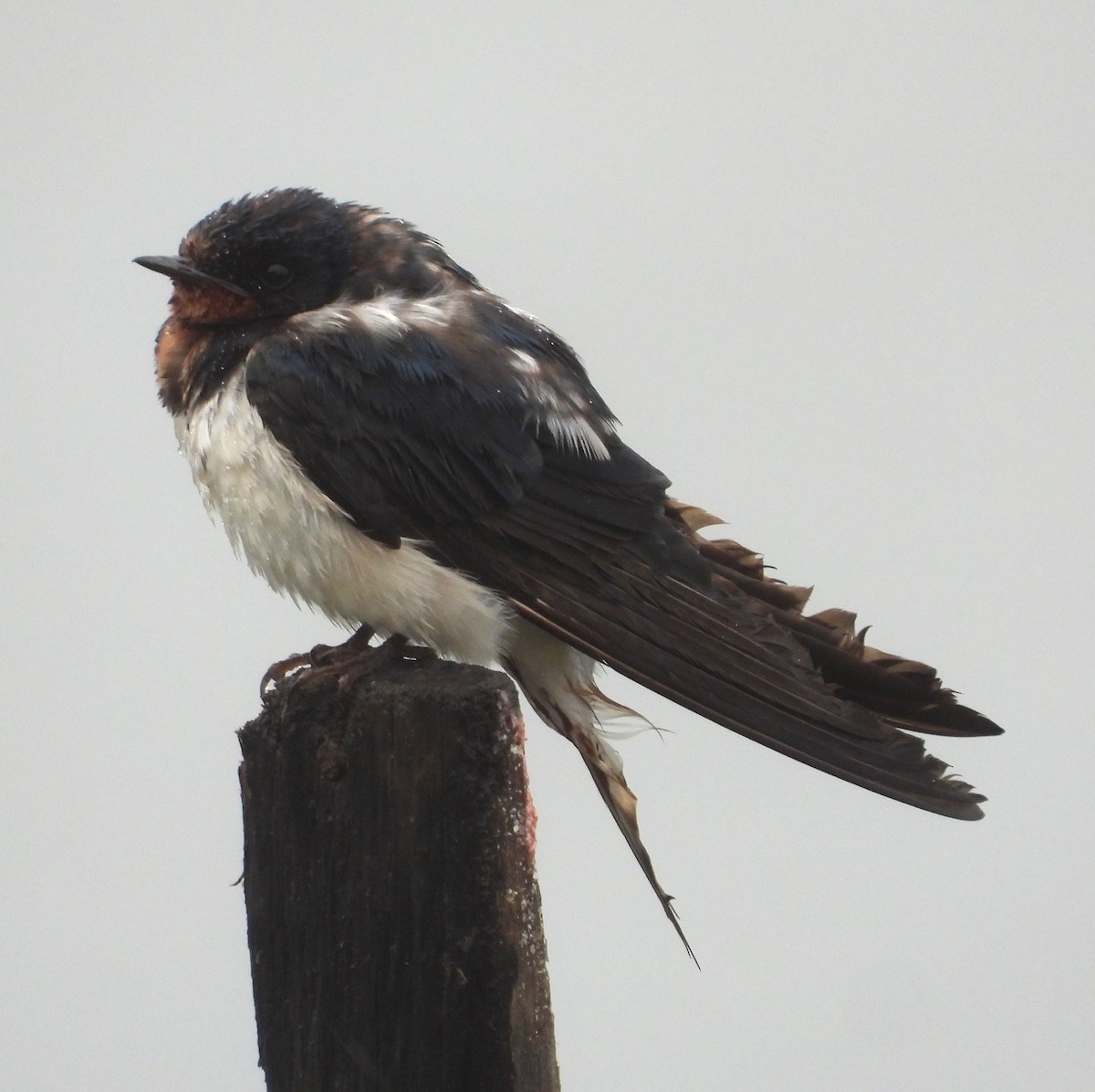 Ластівка сільська - ML647274627