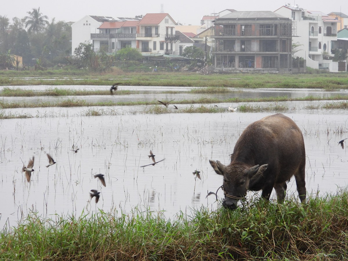 Ластівка сільська - ML647274628