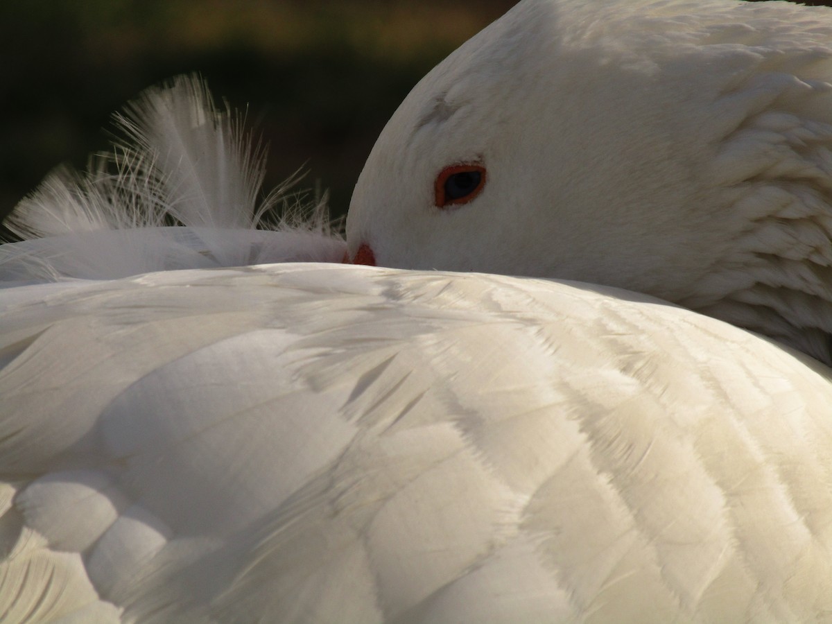 husa velká (domestikovaná) - ML647274648