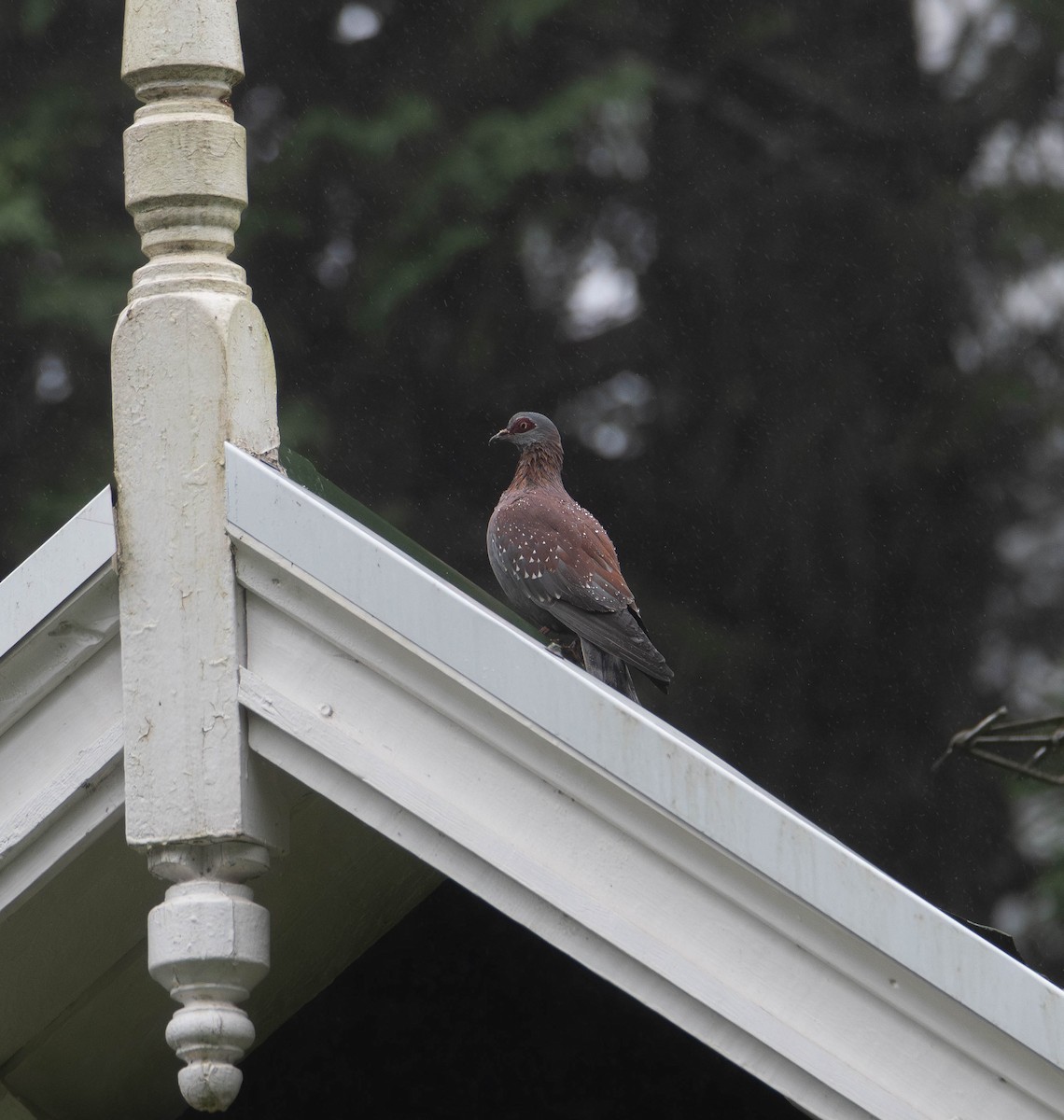 Speckled Pigeon - ML647274678
