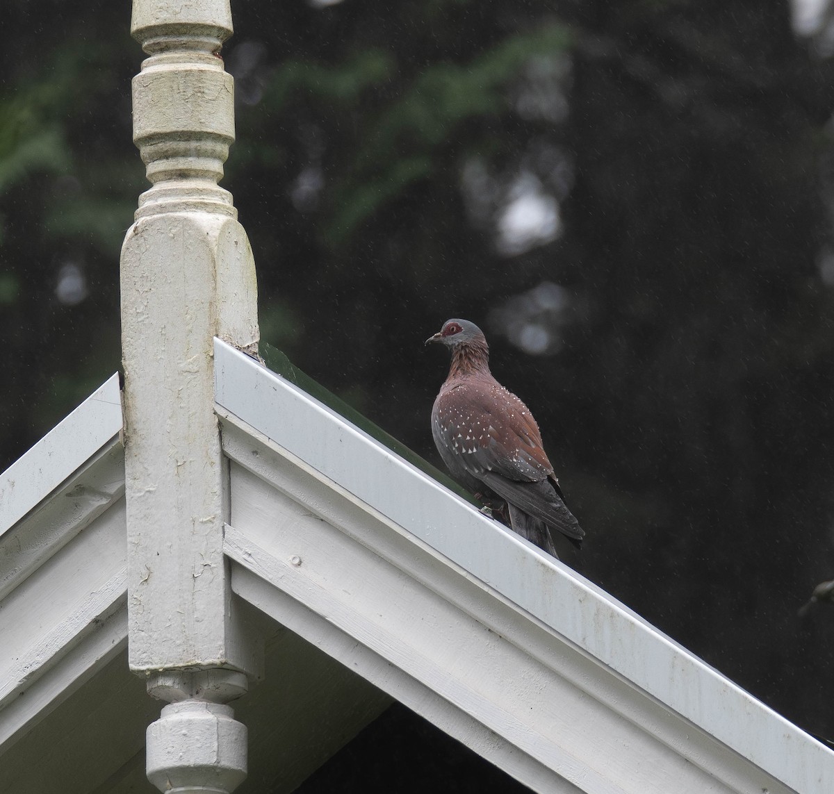 Speckled Pigeon - ML647274679
