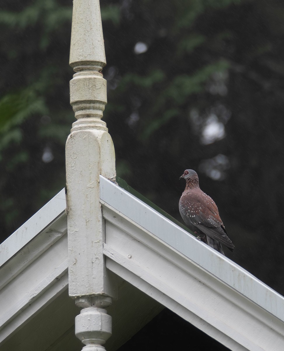 Speckled Pigeon - ML647274680