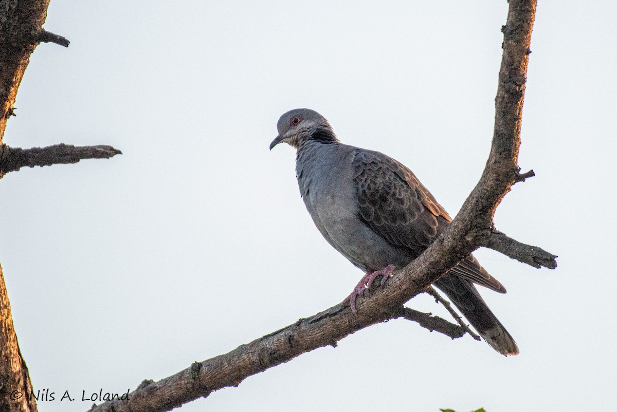 Dusky Turtle-Dove - ML647274684