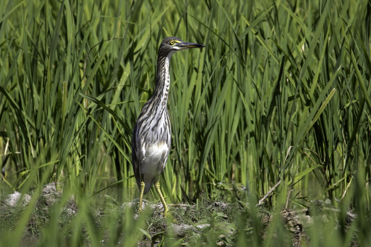 Chinese Pond-Heron - ML647274685