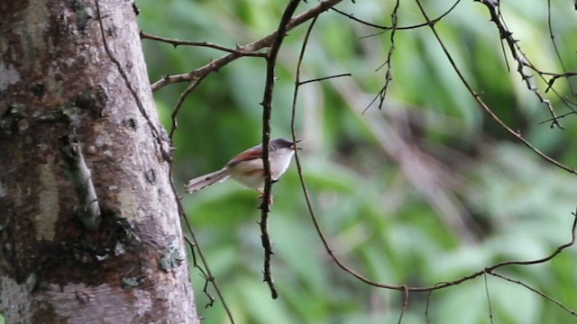 Принія рудокрила - ML647274696