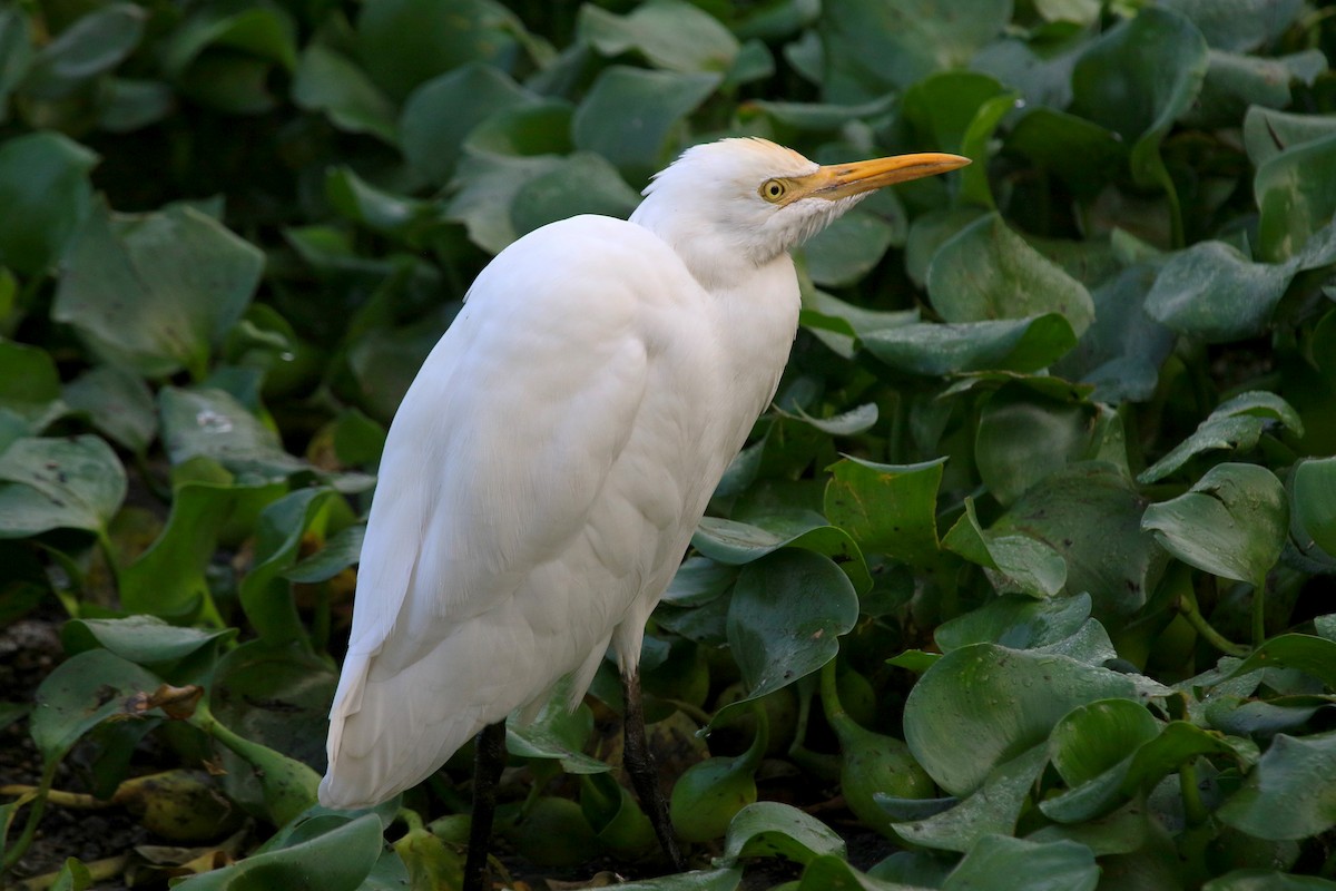 Koromandelkuhreiher - ML647274698