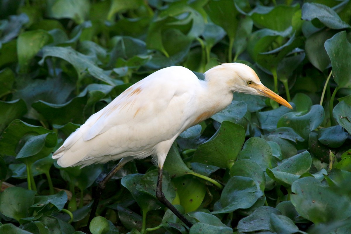 Koromandelkuhreiher - ML647274706