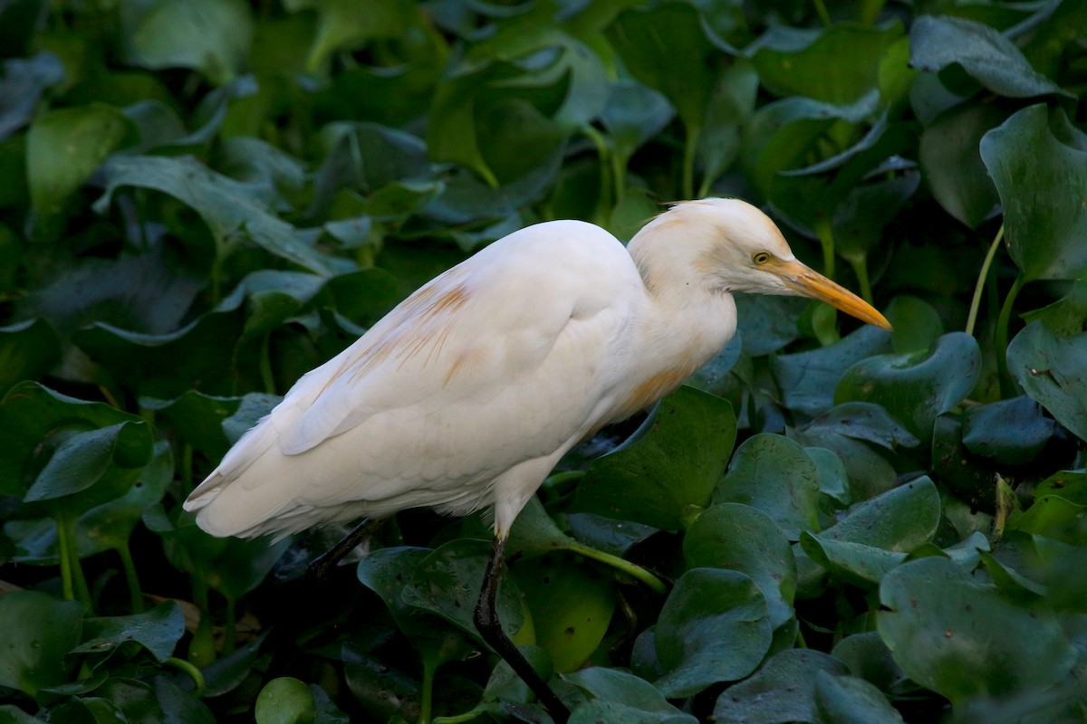 Koromandelkuhreiher - ML647274708