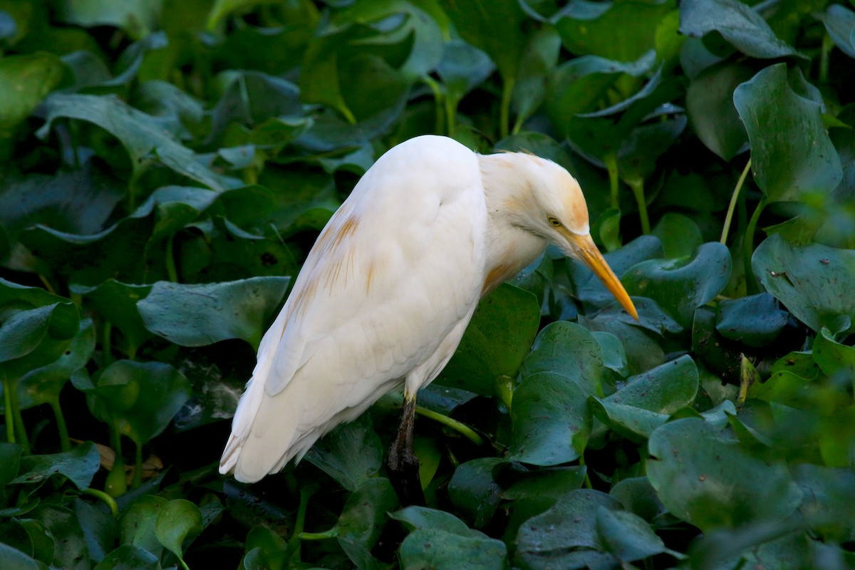 Koromandelkuhreiher - ML647274709