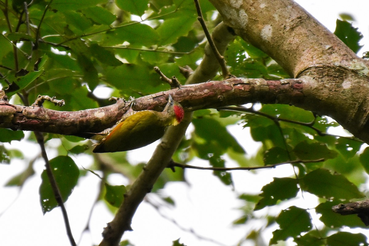 Lesser Yellownape - ML647274715