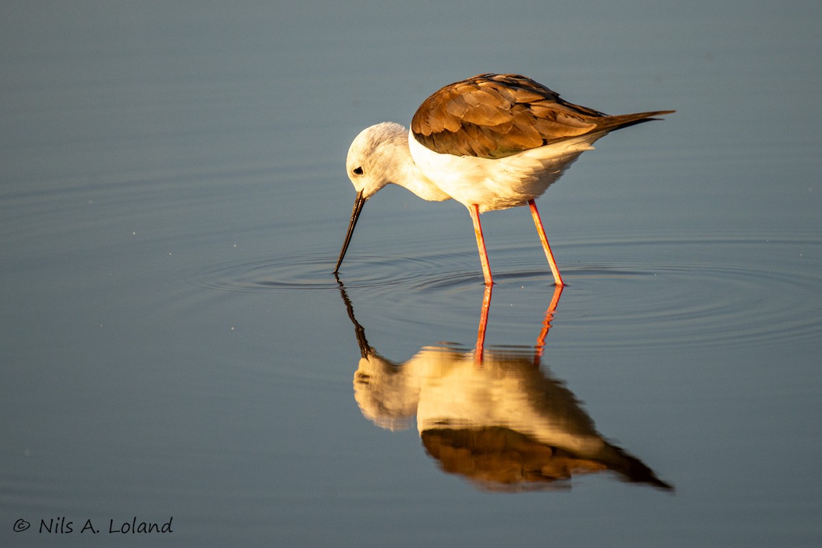 Black-winged Stilt - ML647274723