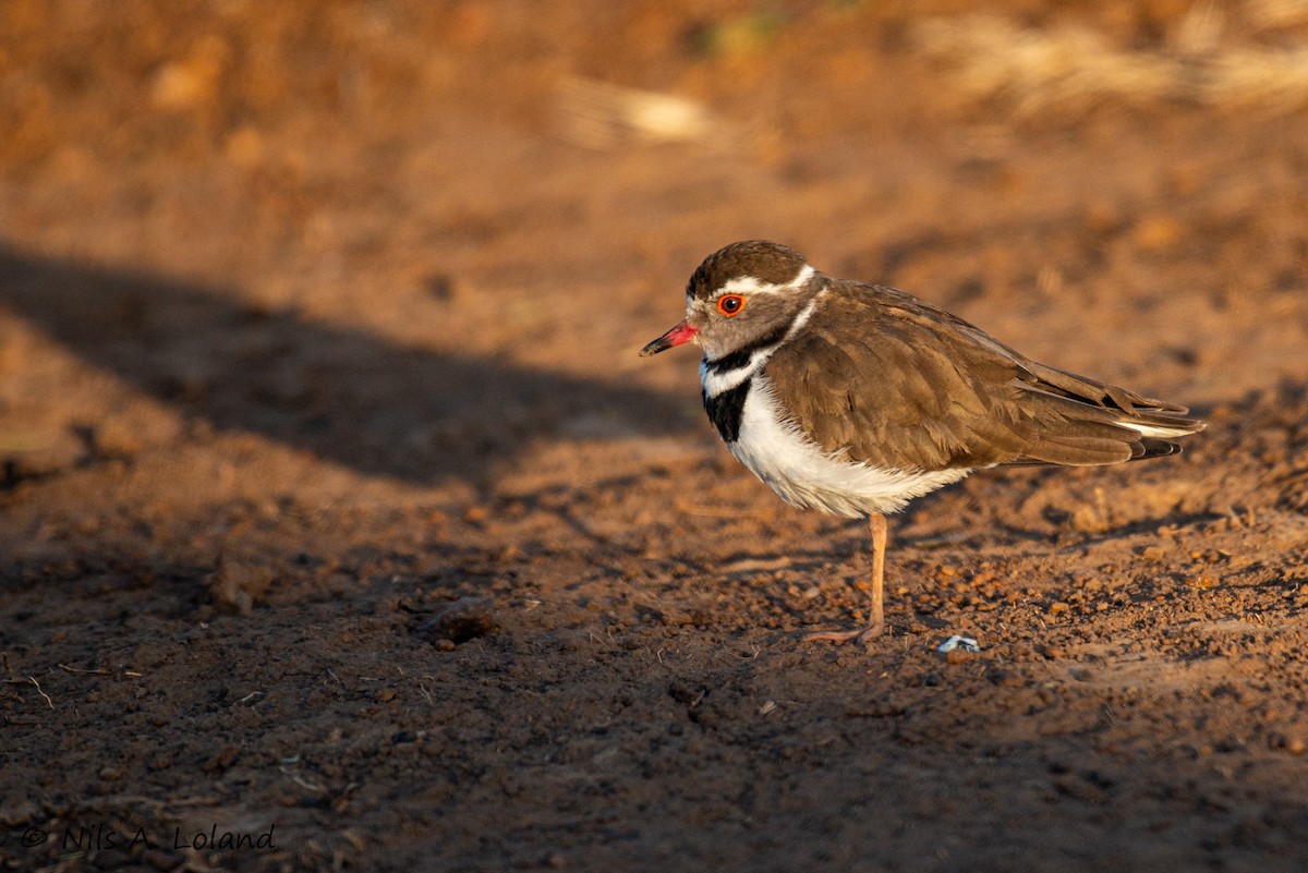 ミスジチドリ - ML647274728