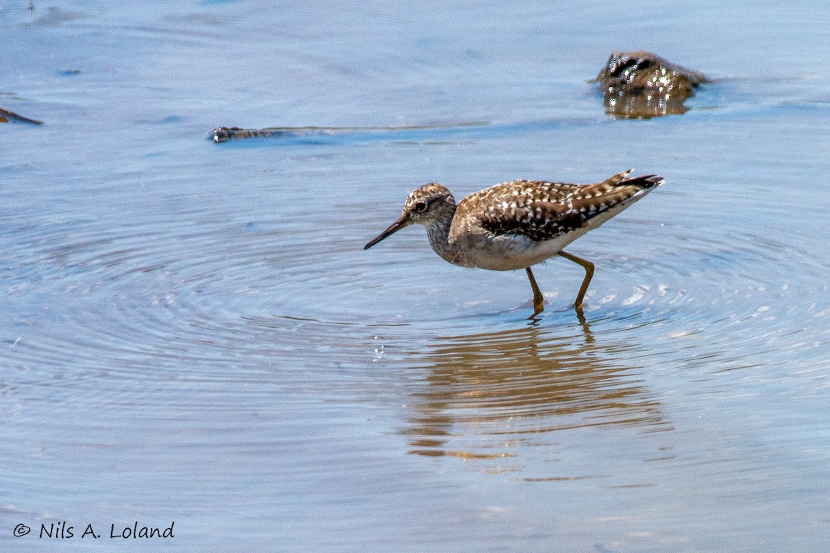 タカブシギ - ML647274742
