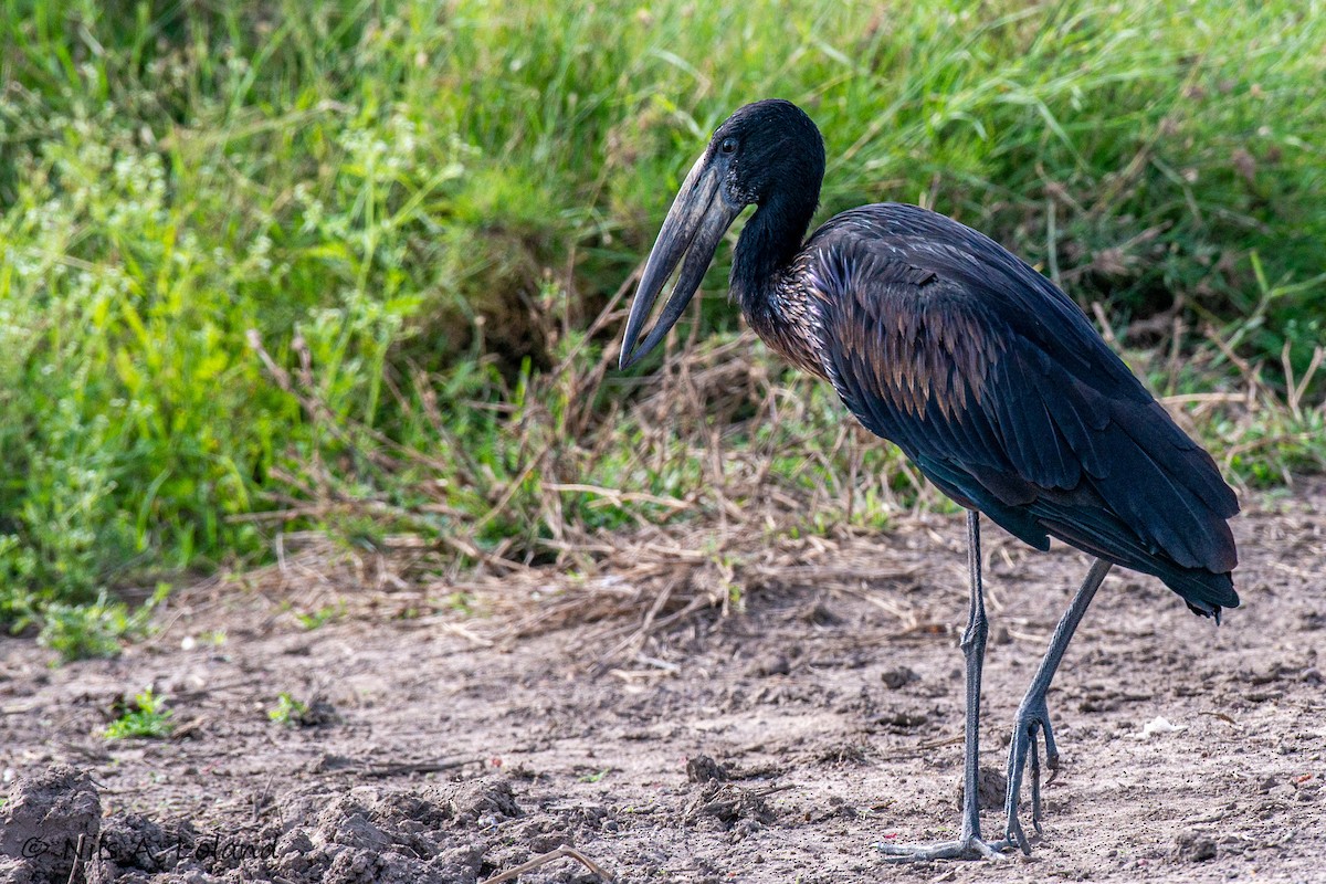 Bec-ouvert africain - ML647274745