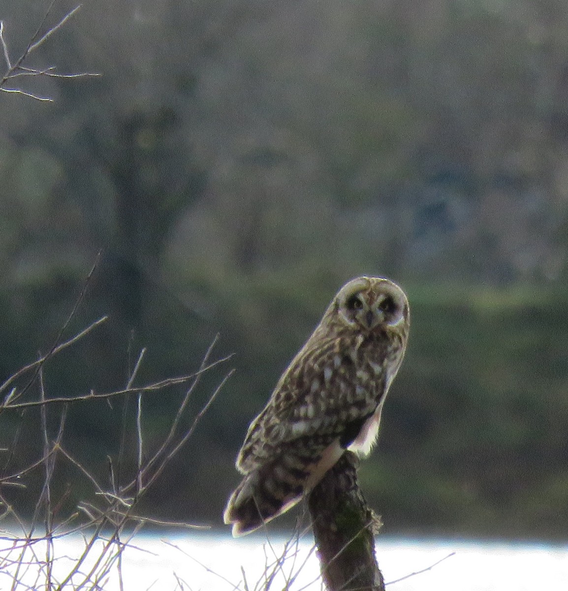 Zingira-hontza - ML647274765