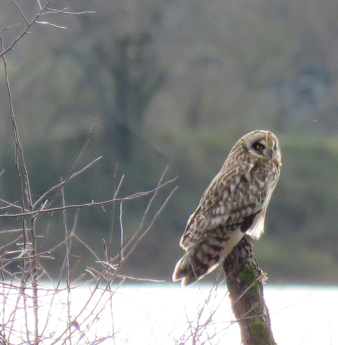 Zingira-hontza - ML647274766