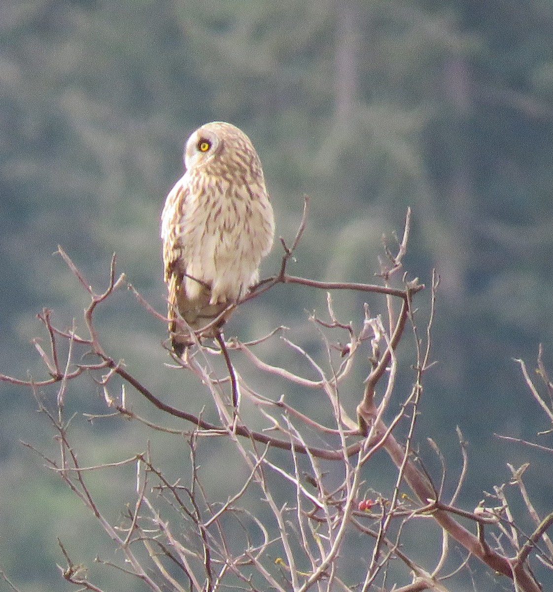 Zingira-hontza - ML647274767