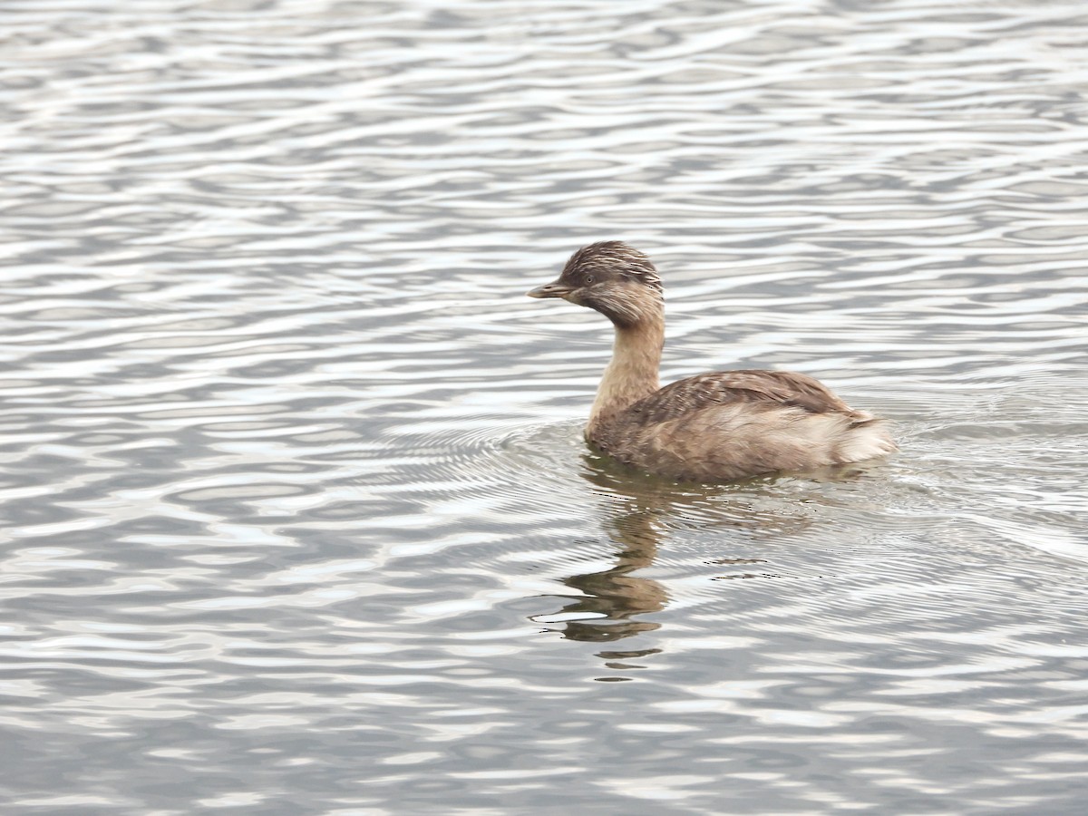 potápka šedohlavá - ML647274773