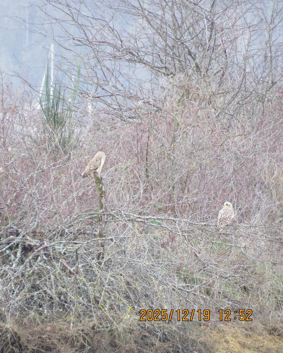 Zingira-hontza - ML647274777