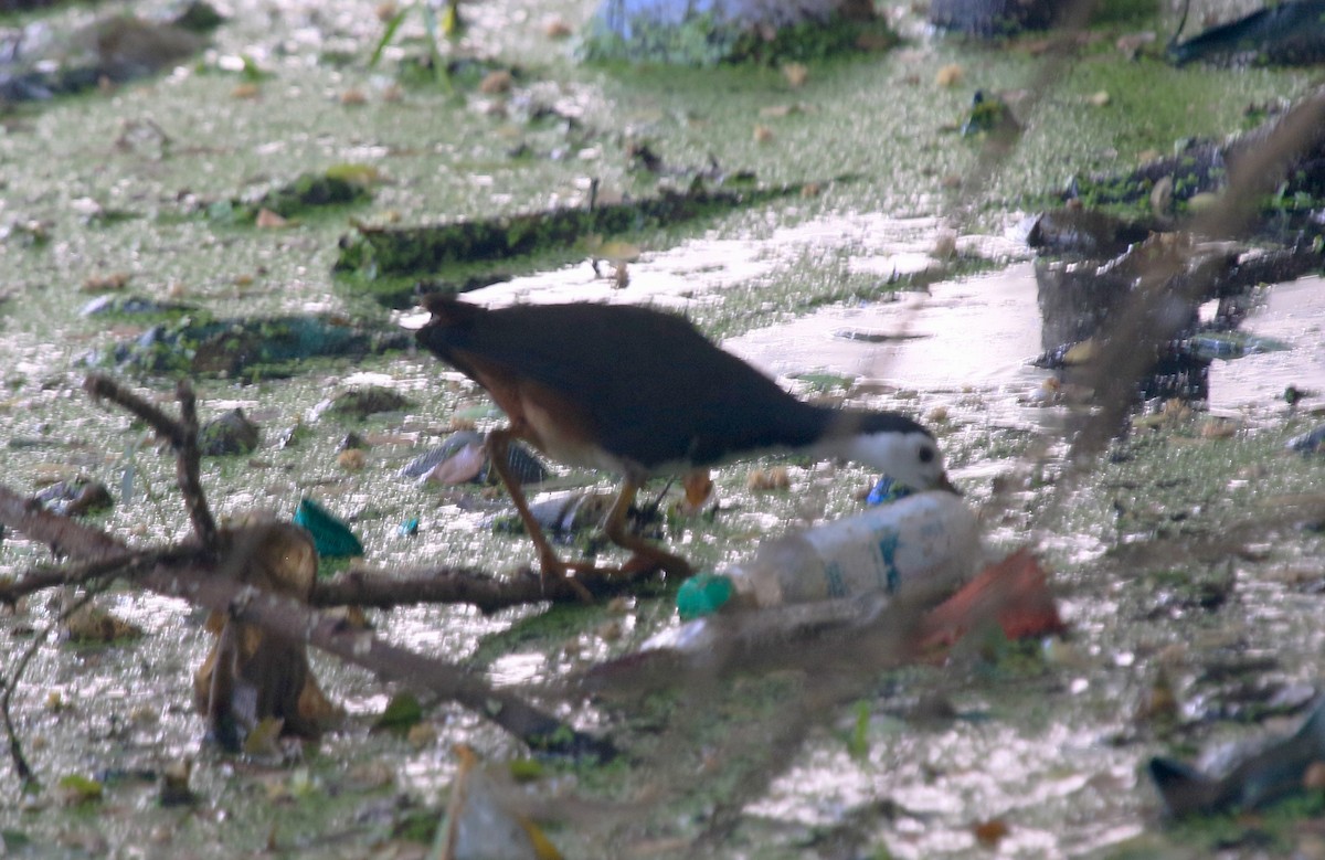 Weißbrust-Kielralle - ML647274784