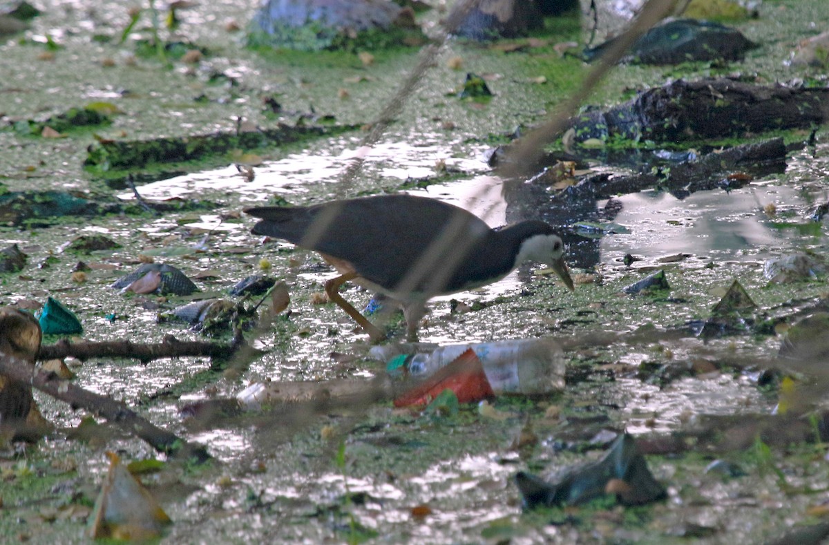 Weißbrust-Kielralle - ML647274789