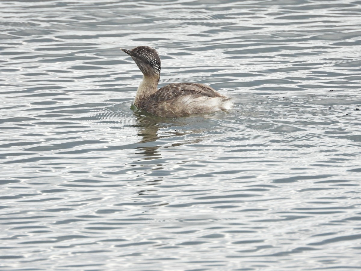 potápka šedohlavá - ML647274794