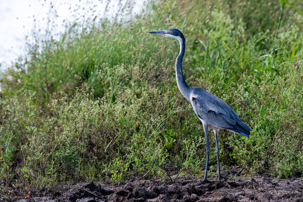 Black-headed Heron - ML647274795