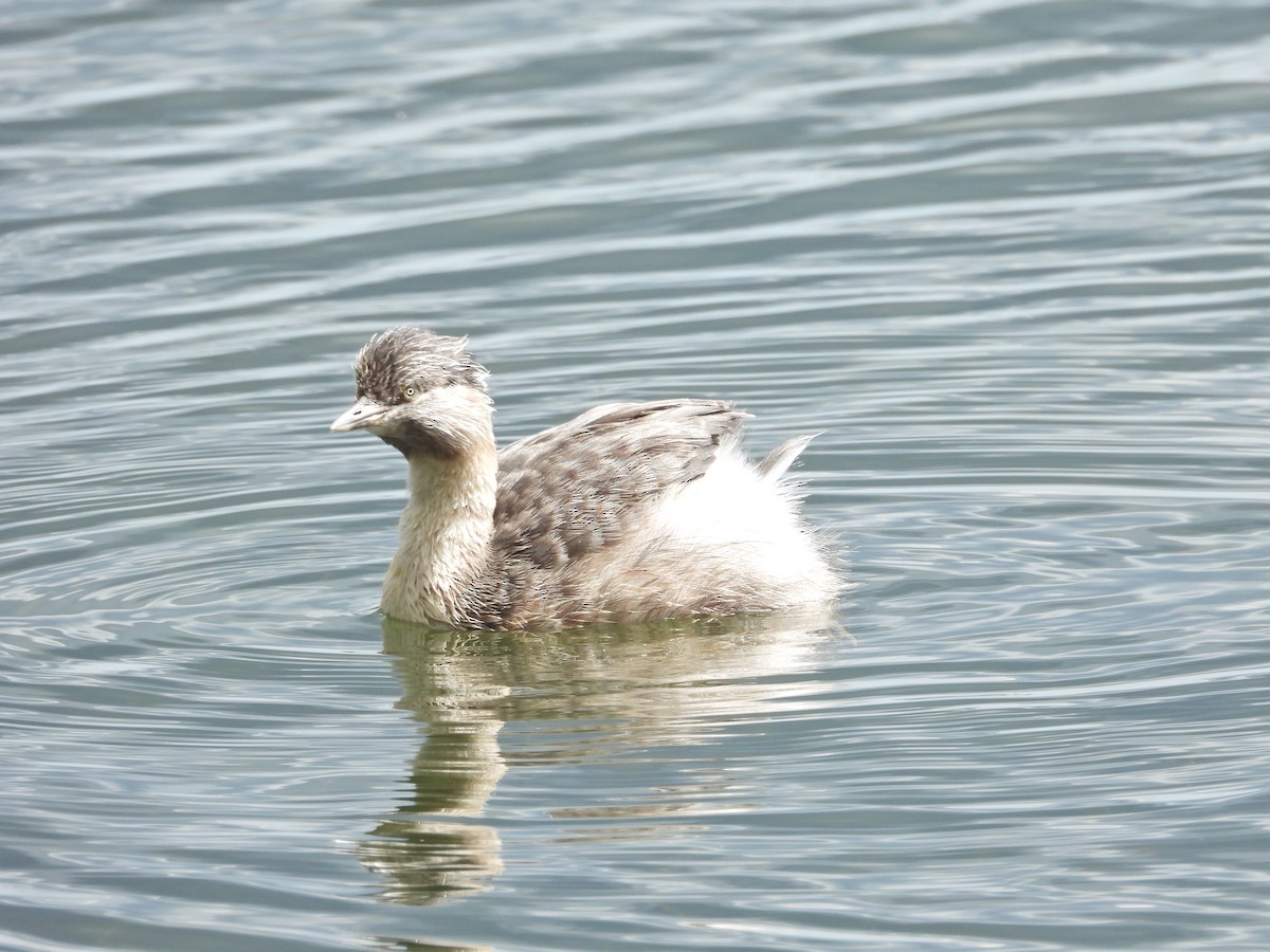 potápka šedohlavá - ML647274806