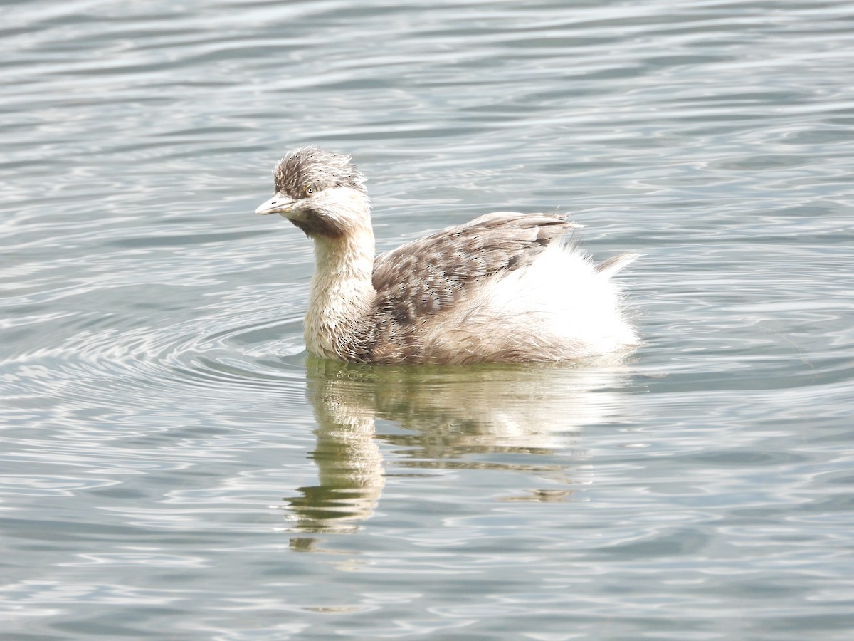 potápka šedohlavá - ML647274812