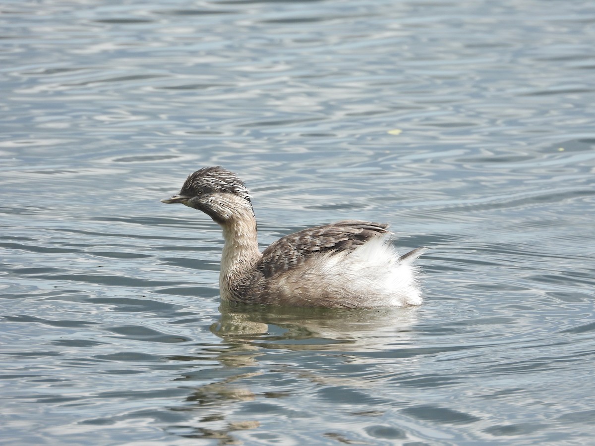 potápka šedohlavá - ML647274814