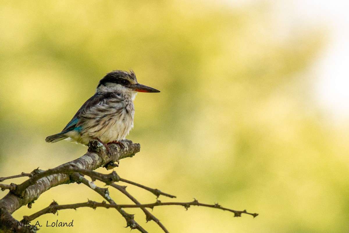 Striped Kingfisher - ML647274815