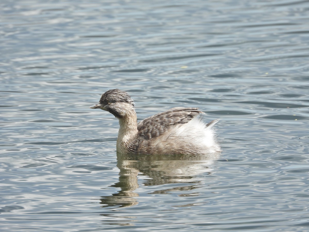 potápka šedohlavá - ML647274841