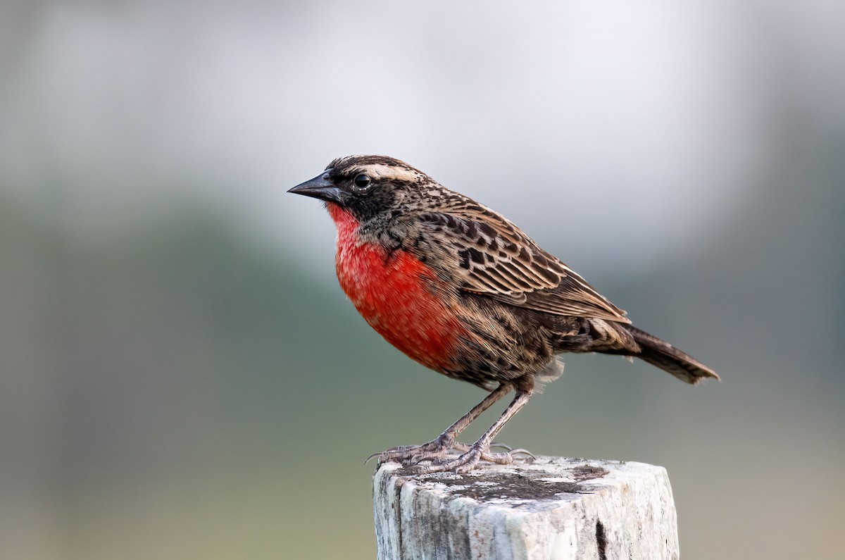Red-breasted Meadowlark - ML647274844