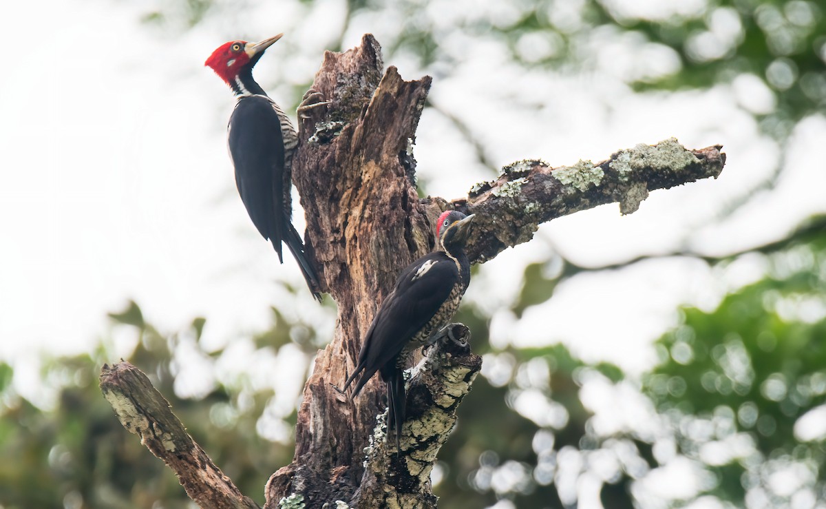 Crimson-crested Woodpecker - ML647274845