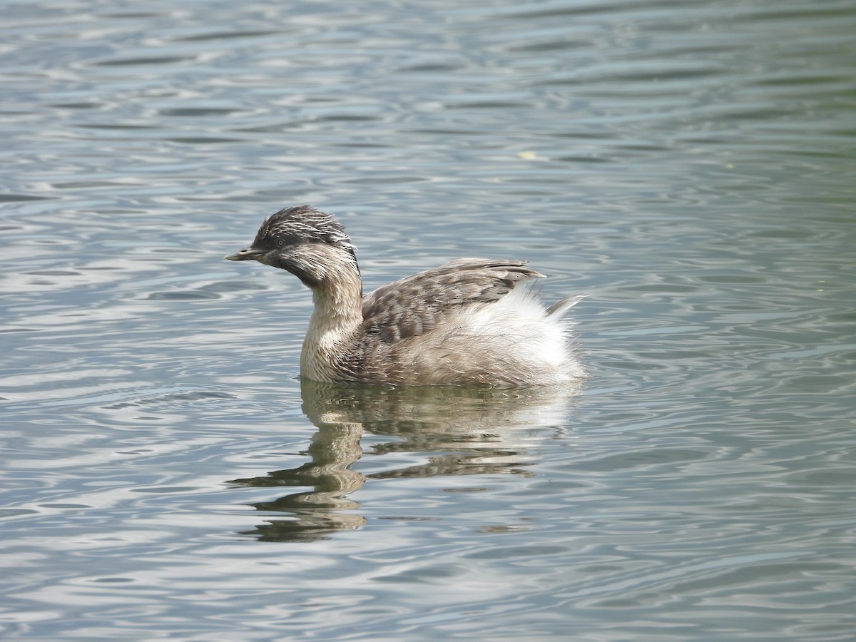 potápka šedohlavá - ML647274846