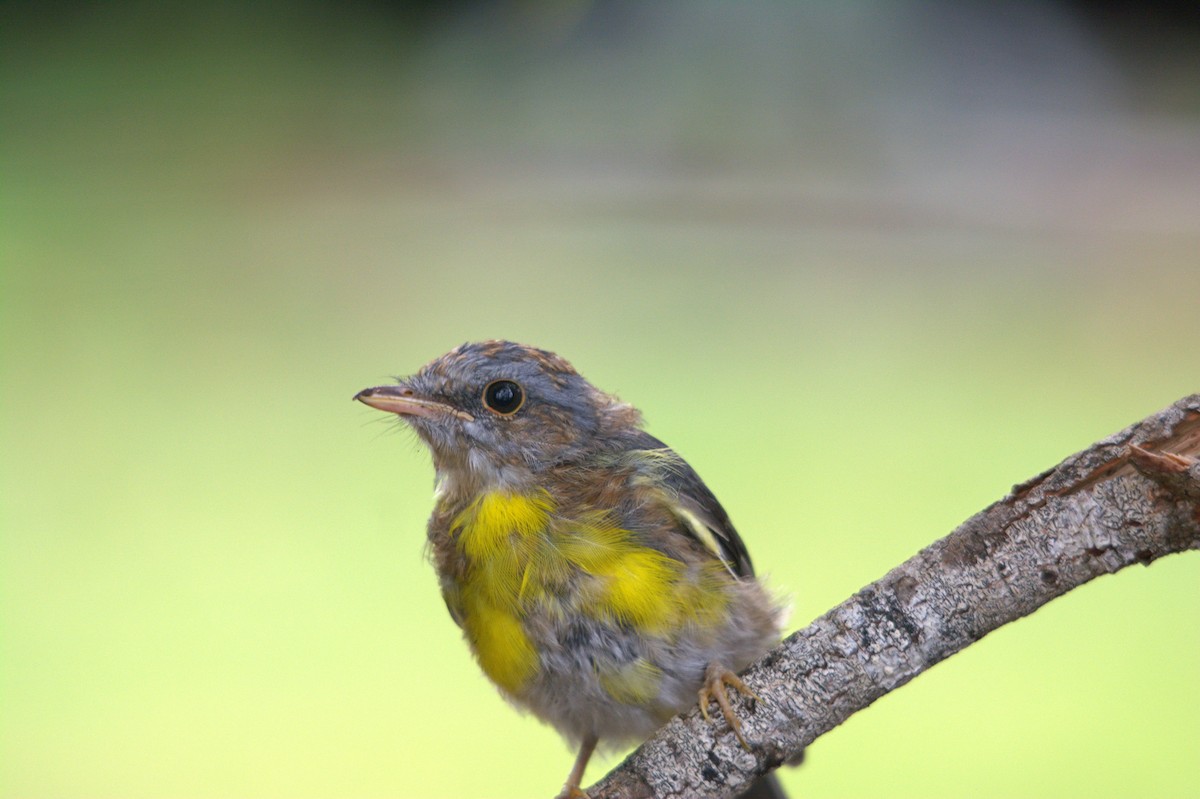 gulbrystflueskvett - ML647274850